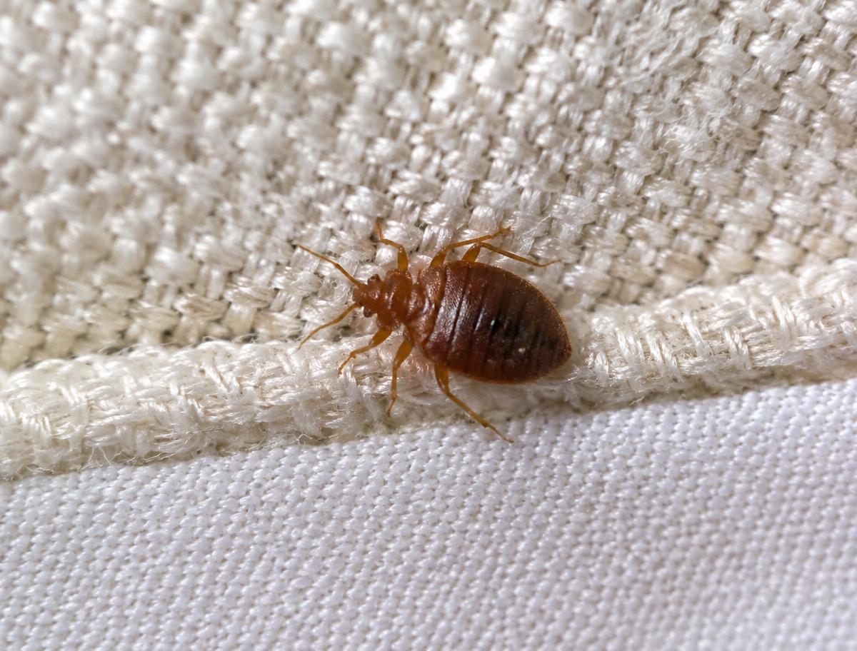 Bed bug on a mattress fabric seam — bed bug control Lahore