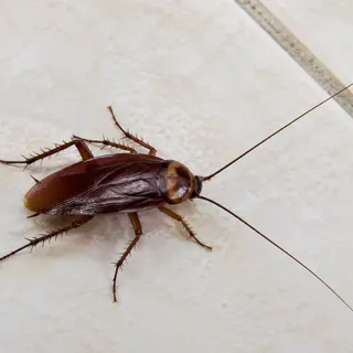 Cockroach pest control service
