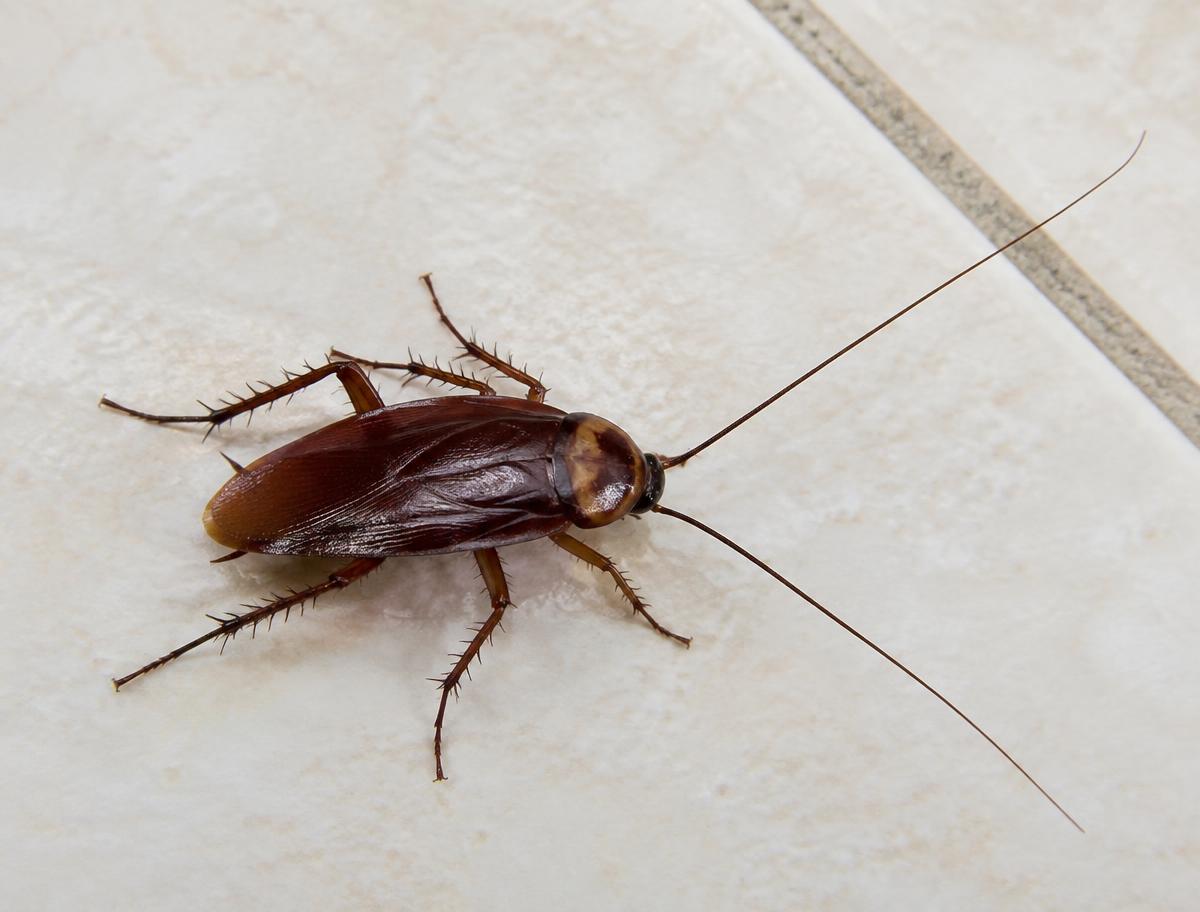 Cockroach on a kitchen tile surface — cockroach control Lahore