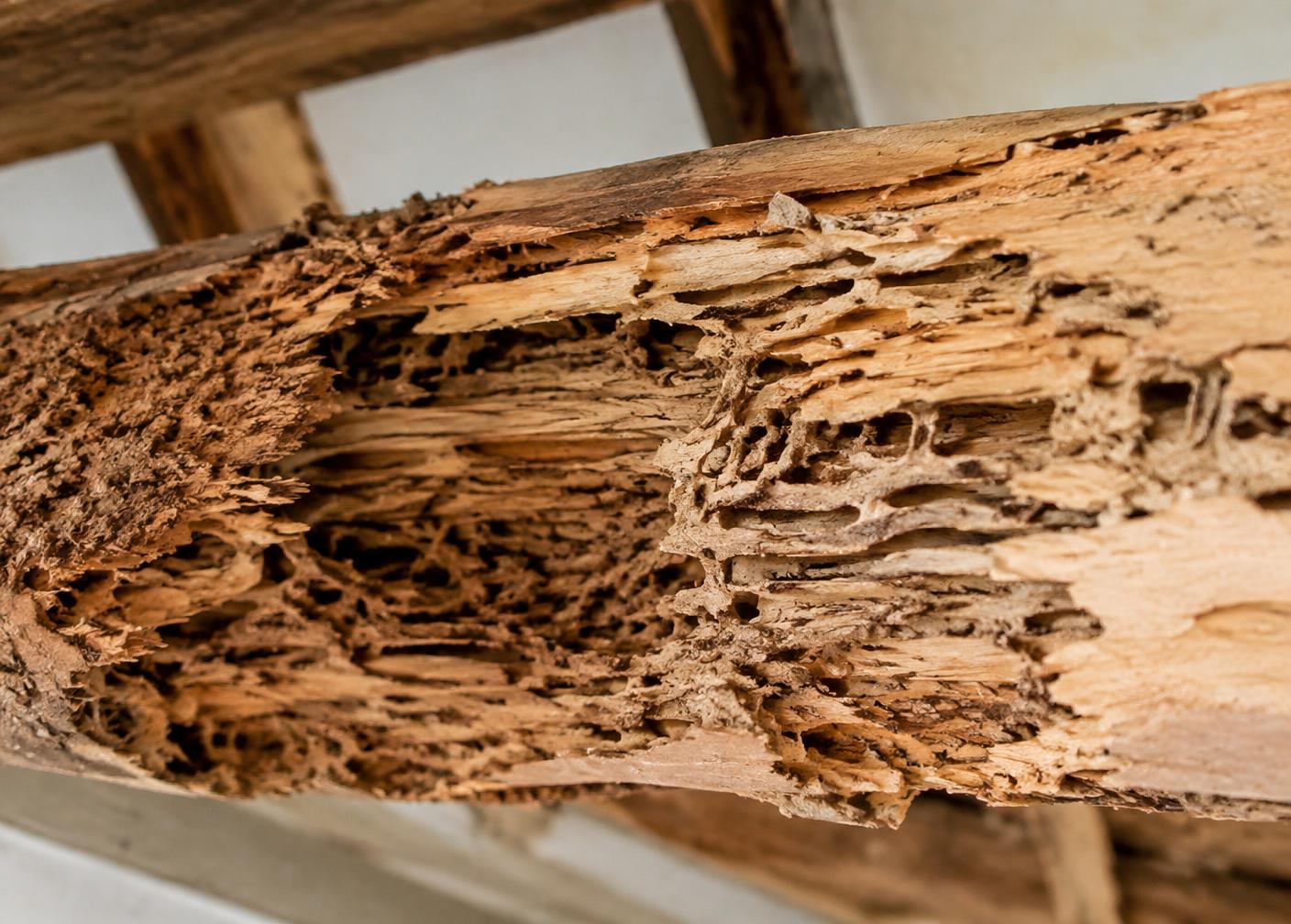 Termite-damaged wooden beam showing hollowed galleries