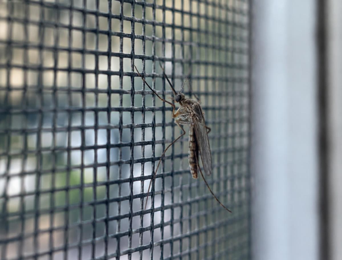Mosquito on a window screen at a residential property in Lahore