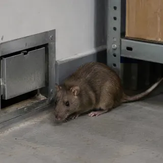 Rodent control service