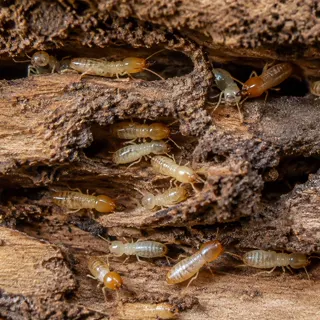 Termites on damaged wood