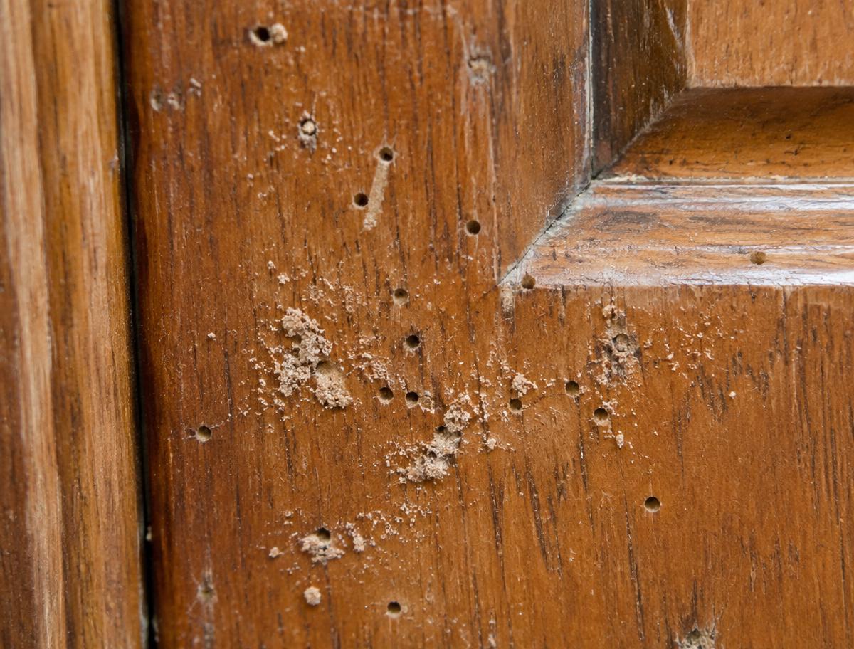 Wood borer holes and wood powder on a wooden door panel