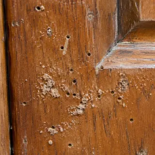 Wood borer damage in a wooden fixture
